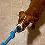 dog, puppy, playing, toy, blue_rope, tug_of_war, floor, tile, brown_fur, white_markings, pet, indoor, animal, canine, chewing, fun, cute, young_dog, domestic, playful
