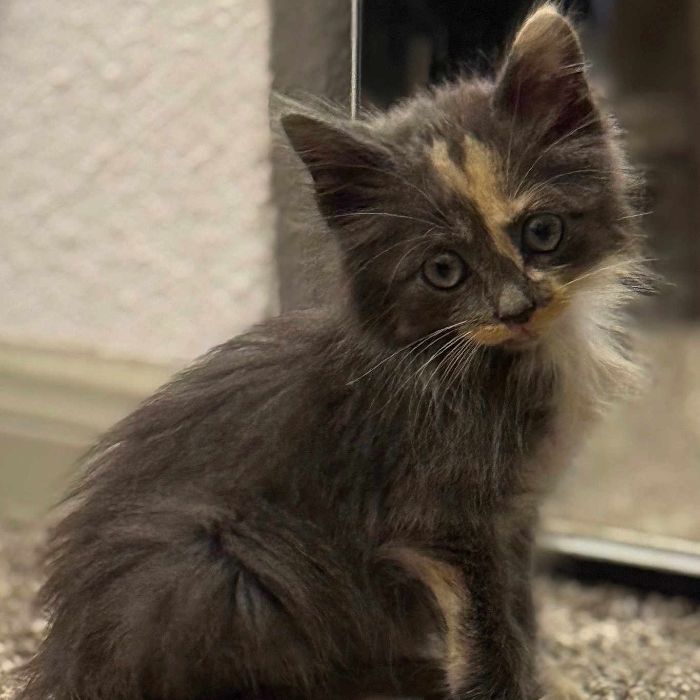 Kit Kat is registered to the contest to win money with this photo: abyssinian, angora, animal, brasssection, cat, horn, kitten, manx, musicalinstrument, pet