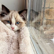 Perla joined the competition — help win amazing prizes! animal, blanket, blue_eyes, calm, cat, cozy, curious, cute, domestic, face, fluffy, fur, indoor, kitten, pet, reflection, resting, soft, window, young