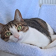 Lectur is registered to the contest to win money with this photo: cat, tabby, white_fur, green_eyes, pet, animal, cozy, blanket, fluffy, fur, relaxed, indoor, cute, whiskers, closeup, laying, ear, soft, comfort, resting