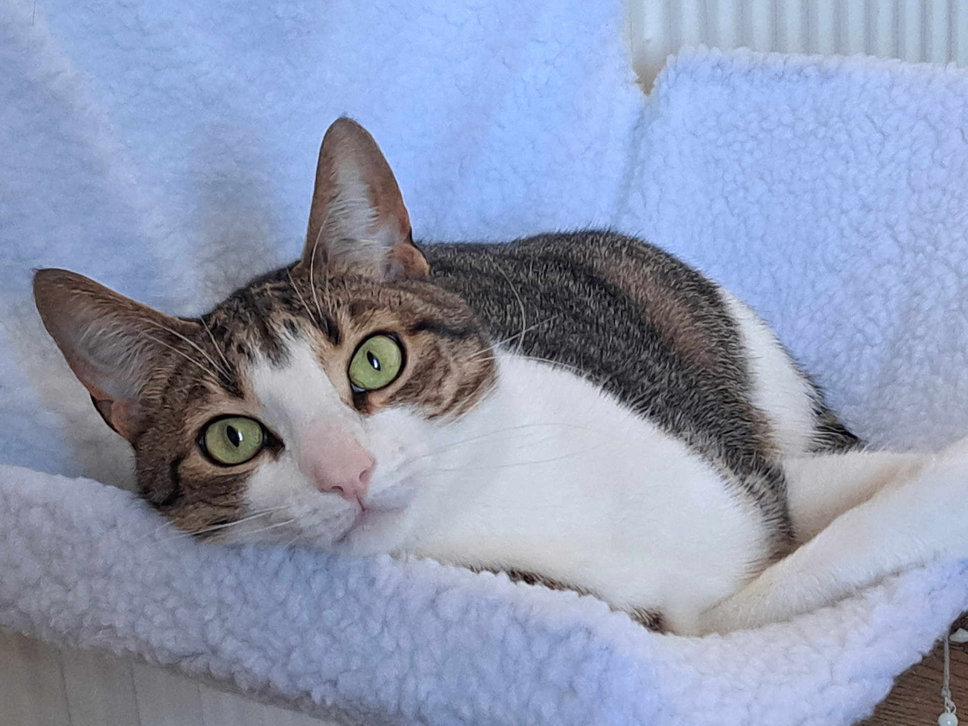 Lectur is registered to the contest to win money with this photo: cat, tabby, white_fur, green_eyes, pet, animal, cozy, blanket, fluffy, fur, relaxed, indoor, cute, whiskers, closeup, laying, ear, soft, comfort, resting