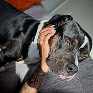 Tyson is registered to the contest to win money with this photo: animal, black_and_white, close_up, collar, comfort, couch, cozy, dog, domestic, friendly, fur, hand, indoor, nails, pet, portrait, relaxation, snout, sunlight, tattoo