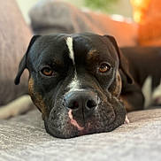 Tyson is registered to the contest to win money with this photo: dog, canine, pet, close_up, resting, lying_down, couch, indoor, brown_eyes, black_fur, white_markings, snout, portrait, relaxed, animal, companion, domestic, furniture, soft_light, cozy