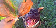 Tyson is registered to the contest to win money with this photo: animal, autumn, black, brown, closeup, daylight, dog, excited, fall, grass, hand, happy, leaf, nature, outdoor, pet, playful, sunlight, tongue_out, white