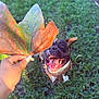Tyson is registered to the contest to win money with this photo: dog, leaf, hand, grass, outdoor, nature, animal, pet, happy, playful, brown, black, white, tongue_out, excited, fall, autumn, closeup, sunlight, daylight