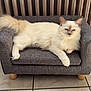Willow a rejoint le concours — aidez-le/la à gagner de superbes lots ! cat, fluffy, sofa, gray_sofa, cream_color, lounging, pet, indoor, furniture, tile_floor, relaxed, animal, domestic_cat, long_hair, cute, whiskers, ears, tail, resting, home