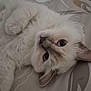 Willow participe au concours pour gagner de l'argent avec cette photo : cat, fluffy, white, blue_eyes, pet, lying_down, bedspread, indoor, close_up, curious, feline, cute, animal, soft, portrait, whiskers, ears, resting, domestic, cozy