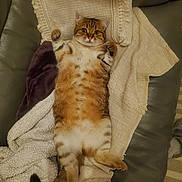 Cannelle participe au concours pour gagner de l'argent avec cette photo : cat, tabby, pet, feline, lying_down, couch, blanket, cozy, indoor, fur, paws, relaxed, comfortable, home, striped, whiskers, cute, animal, resting, domestic_cat