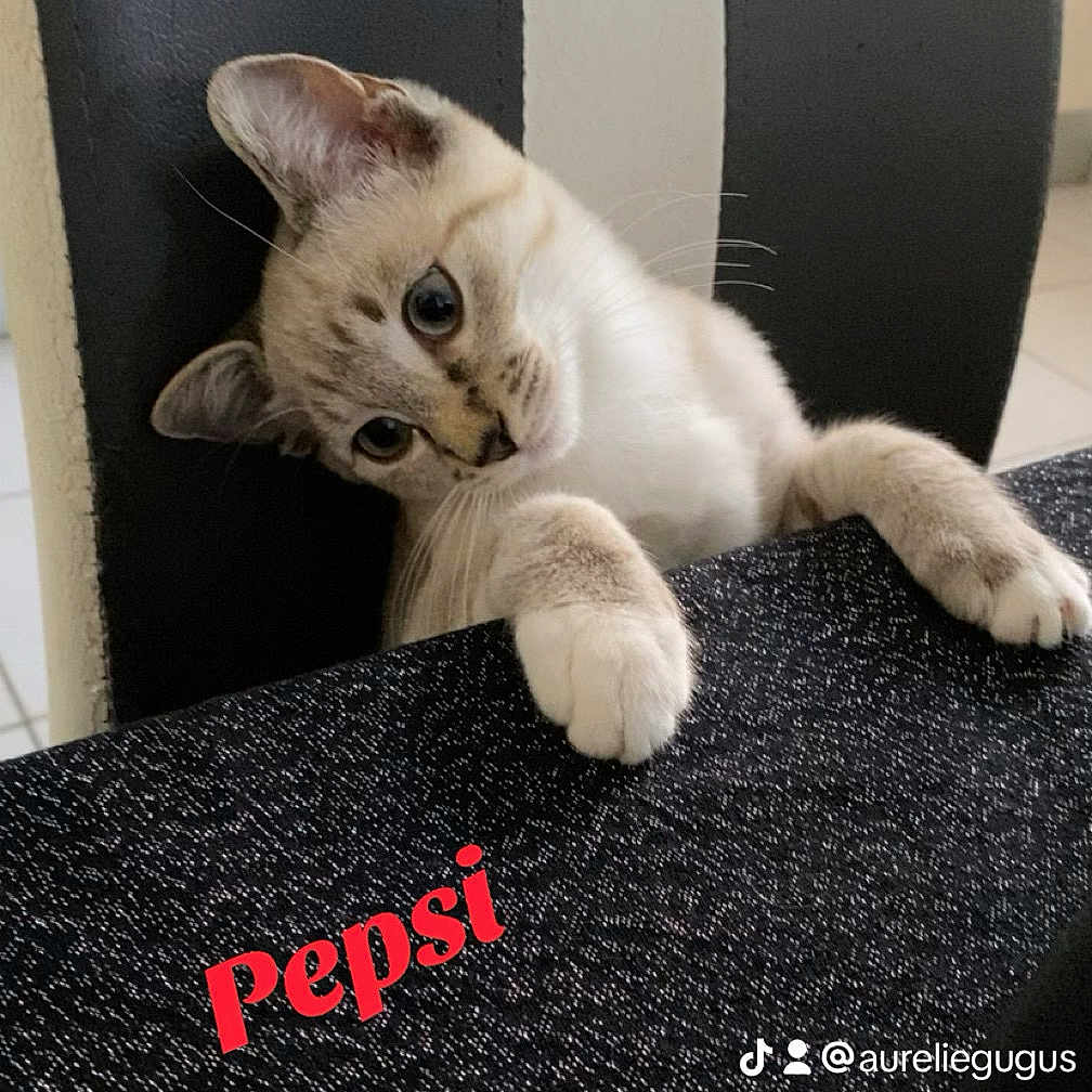 Pepsi a rejoint le concours — aidez-le/la à gagner de superbes lots ! abyssinian, advertisement, angora, animal, cat, cushion, face, head, homedecor, indoors, interiordesign, kitten, manx, mat, person, pet, photography, portrait, siamese, sleeping