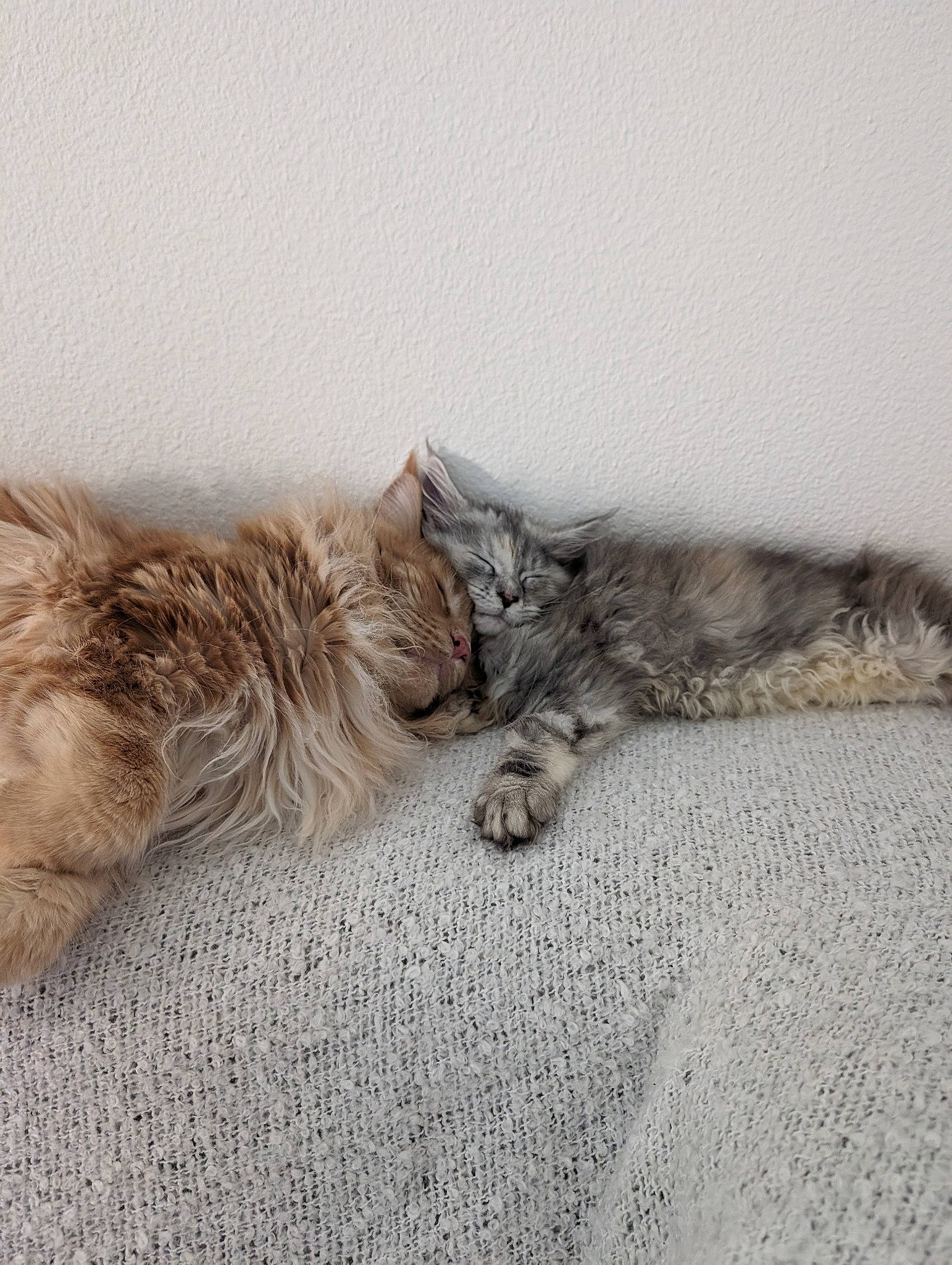 Tiago participe au concours pour gagner de l'argent avec cette photo : asphalt, carnivore, cat, claw, comfort, domestic_short_haired_cat, felidae, flooring, fur, grey, nap, paw, road_surface, sand, small_to_medium_sized_cats, snout, tail, terrestrial_animal, whiskers, wood