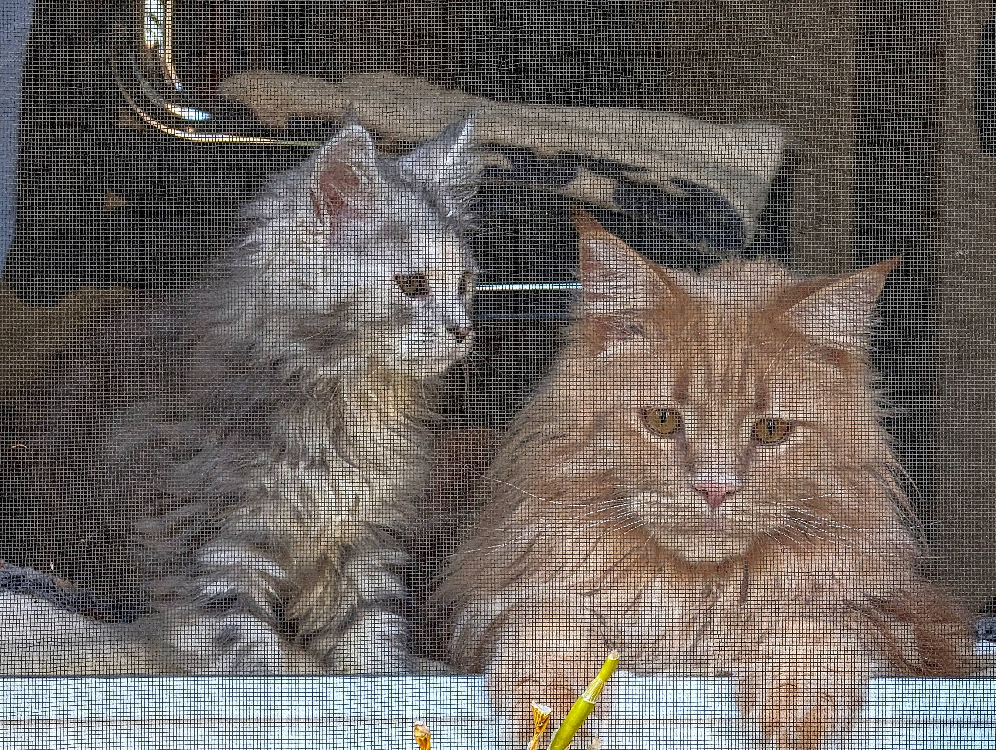 Tiago participe au concours pour gagner de l'argent avec cette photo : animal_shelter, cage, carnivore, cat, domestic_short_haired_cat, fawn, felidae, fur, mesh, pet_supply, service, small_to_medium_sized_cats, snout, terrestrial_animal, whiskers, wildlife