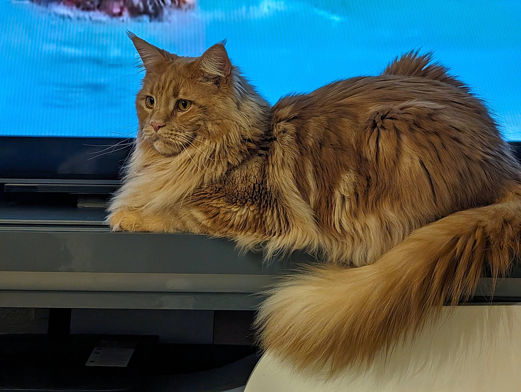 Tiago a rejoint le concours — aidez-le/la à gagner de superbes lots ! art, carnivore, cat, claw, domestic_short_haired_cat, fawn, felidae, fur, maine_coon, metal, paw, plant, roof, sky, small_to_medium_sized_cats, snout, tail, terrestrial_animal, whiskers, wildlife