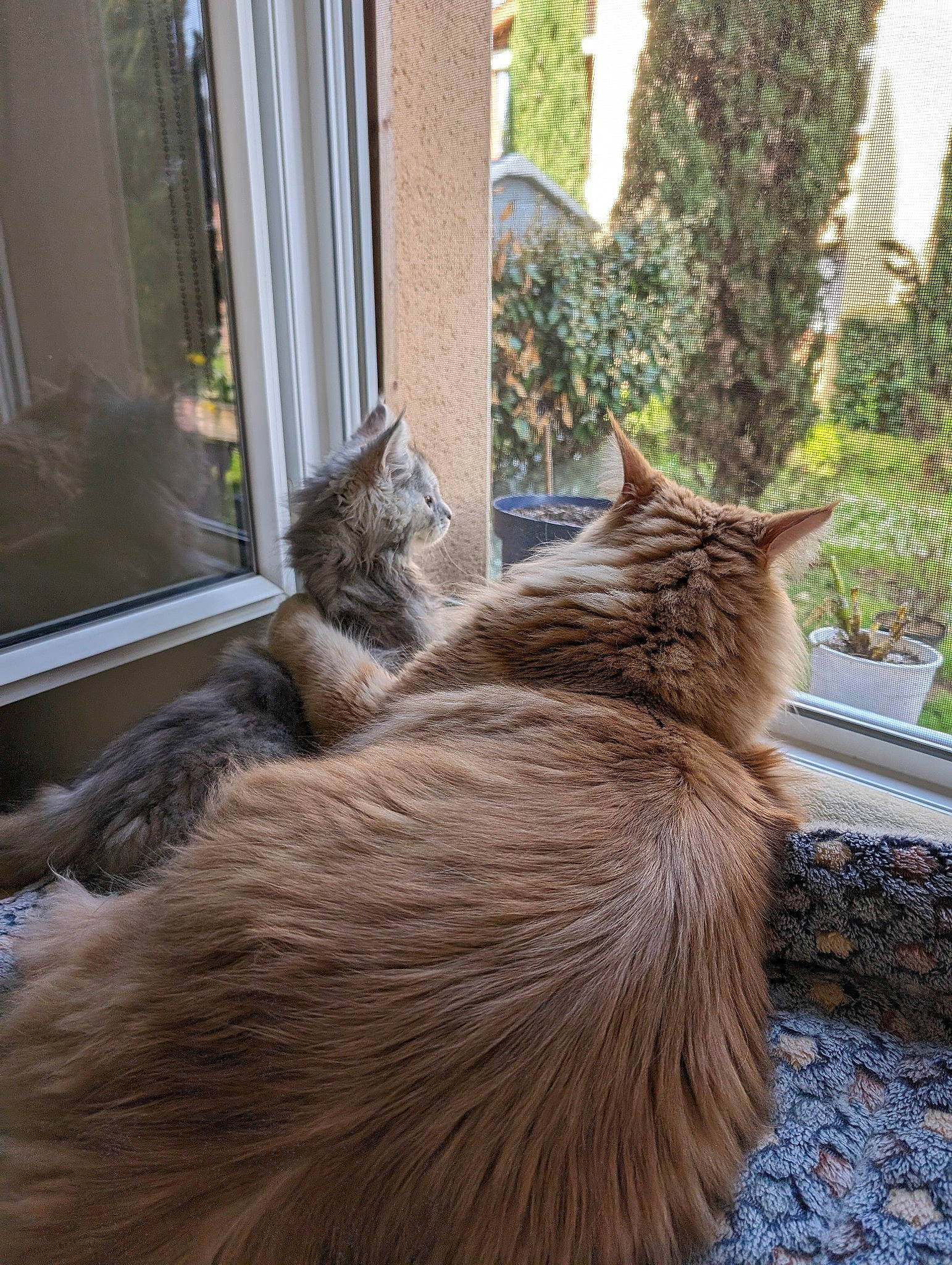 Tiago participe au concours pour gagner de l'argent avec cette photo : carnivore, cat, claw, comfort, domestic_short_haired_cat, fawn, felidae, flooring, fur, grass, grey, hardwood, plant, small_to_medium_sized_cats, tail, tree, trunk, whiskers, window, wood