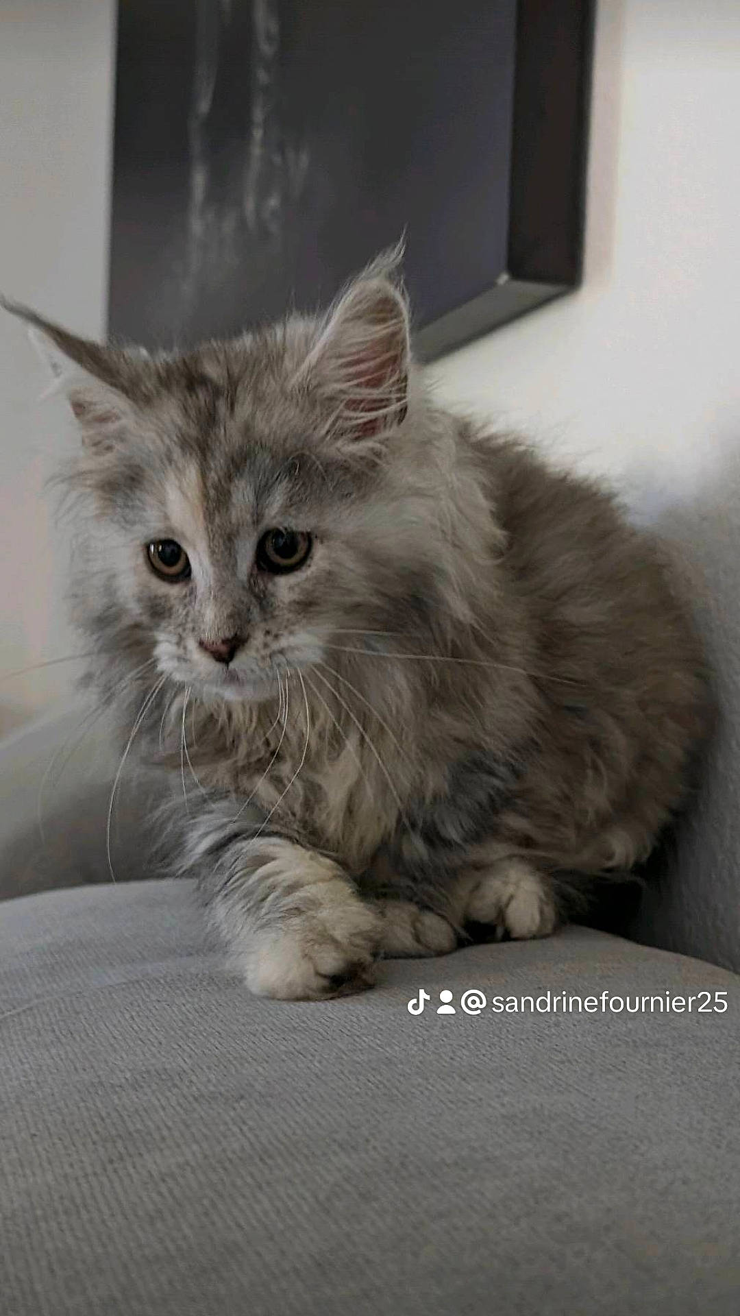 U.sierra a rejoint le concours — aidez-le/la à gagner de superbes lots ! box, british_longhair, carnivore, cat, claw, comfort, domestic_short_haired_cat, felidae, fur, grey, paw, photo_caption, picture_frame, small_to_medium_sized_cats, snout, tail, terrestrial_animal, whiskers, window