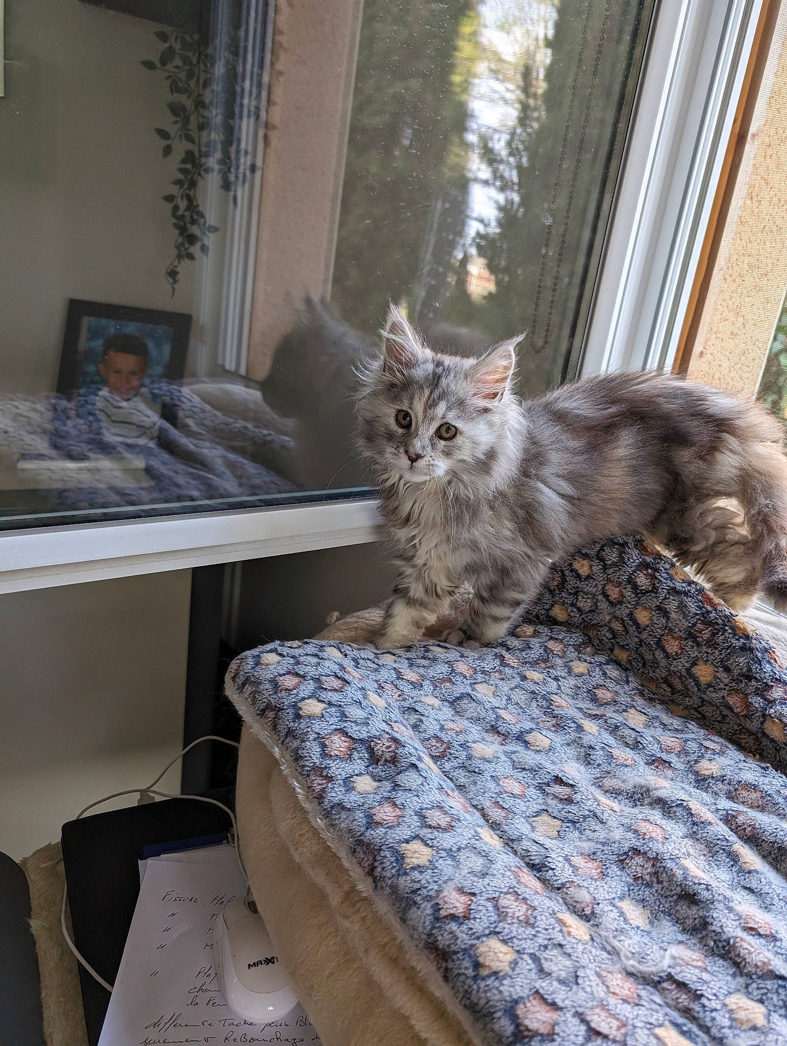 U.sierra a rejoint le concours — aidez-le/la à gagner de superbes lots ! bed, carnivore, cat, comfort, couch, domestic_short_haired_cat, felidae, grey, hardwood, linens, living_room, picture_frame, plant, small_to_medium_sized_cats, tail, textile, tree, whiskers, window, wood