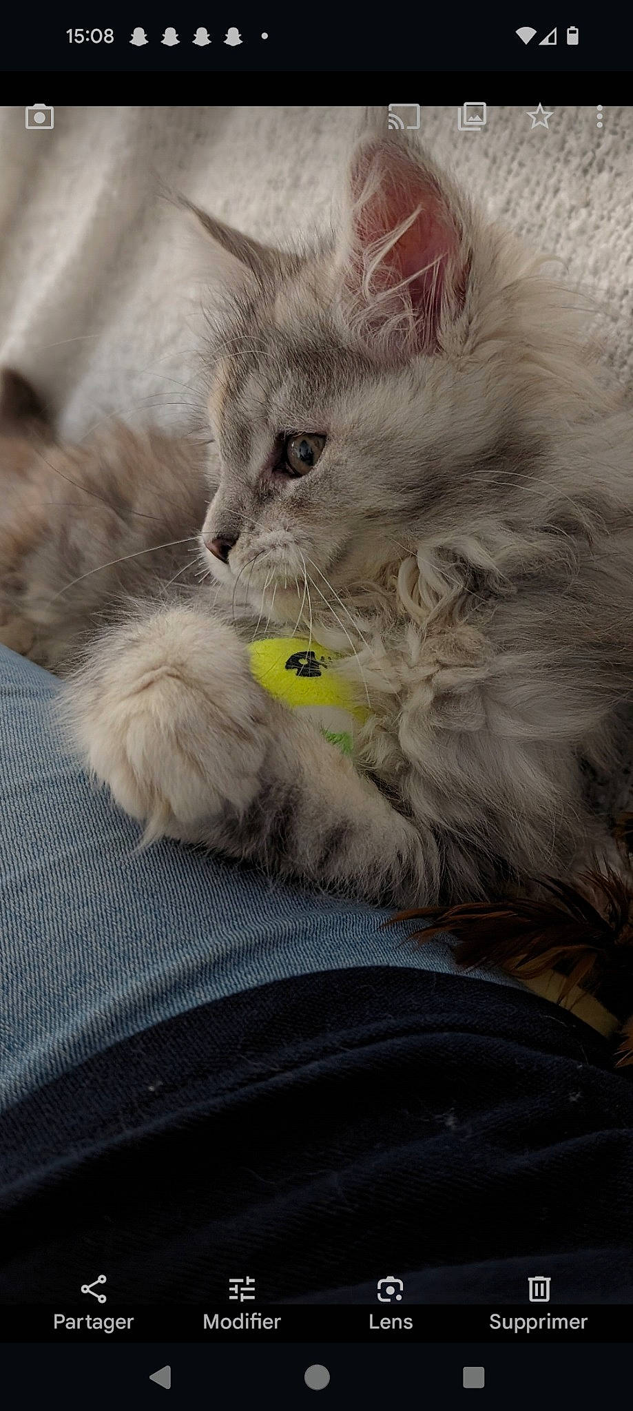 U.sierra a rejoint le concours — aidez-le/la à gagner de superbes lots ! british_longhair, carnivore, cat, claw, comfort, domestic_short_haired_cat, felidae, fur, grey, paw, persian, ragdoll, small_to_medium_sized_cats, snout, whiskers