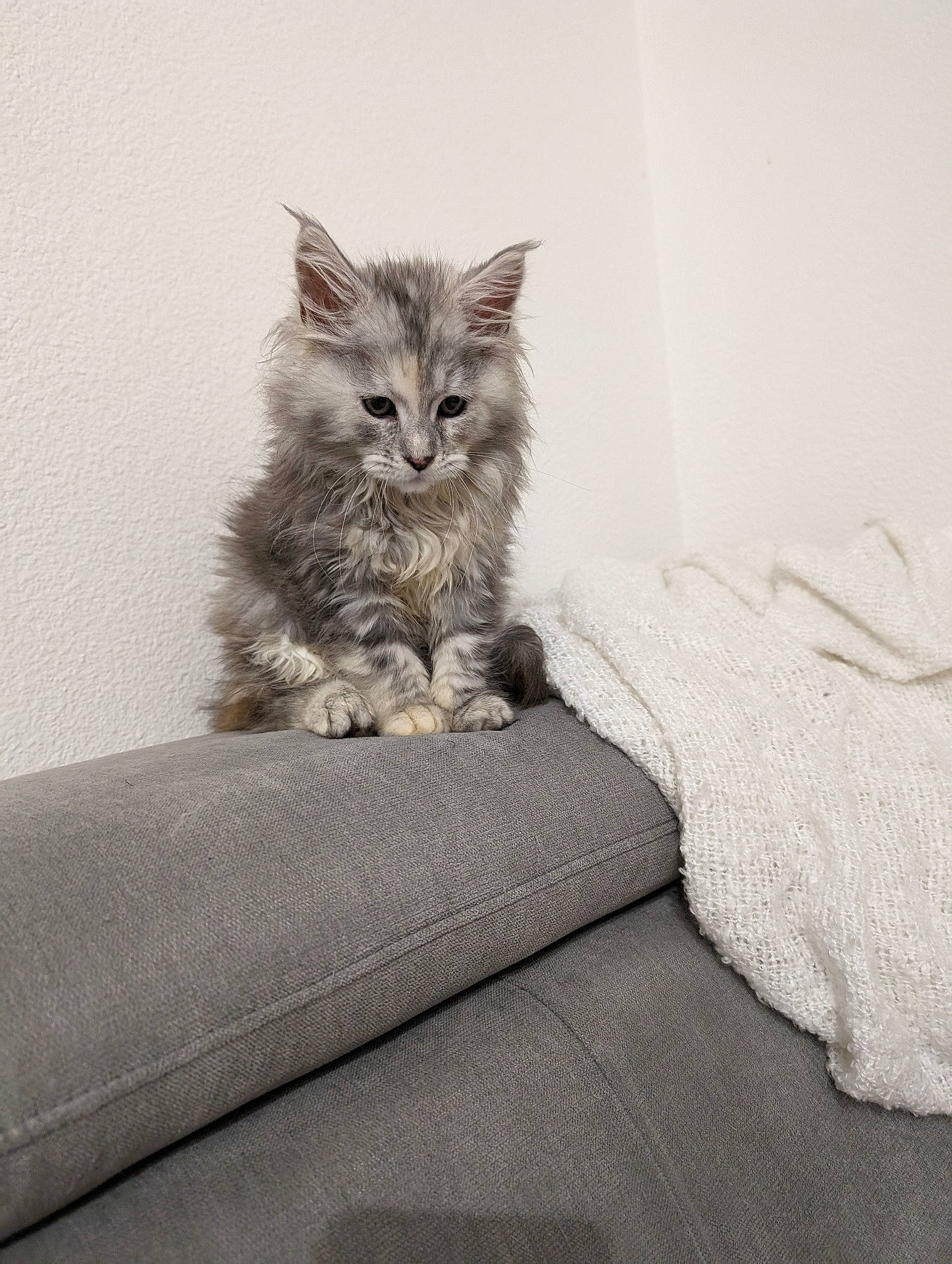 U.sierra participe au concours pour gagner de l'argent avec cette photo : bed, bedding, carnivore, cat, claw, comfort, domestic_short_haired_cat, felidae, fur, grey, linens, monochrome, monochrome_photography, paw, room, sitting, small_to_medium_sized_cats, tail, whiskers, window
