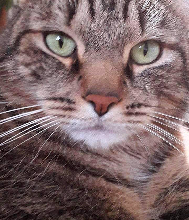 Charly a rejoint le concours — aidez-le/la à gagner de superbes lots ! carnivore, cat, close_up, domestic_short_haired_cat, eye, felidae, fur, grass, hair, head, paw, small_to_medium_sized_cats, snout, terrestrial_animal, whiskers, wildlife