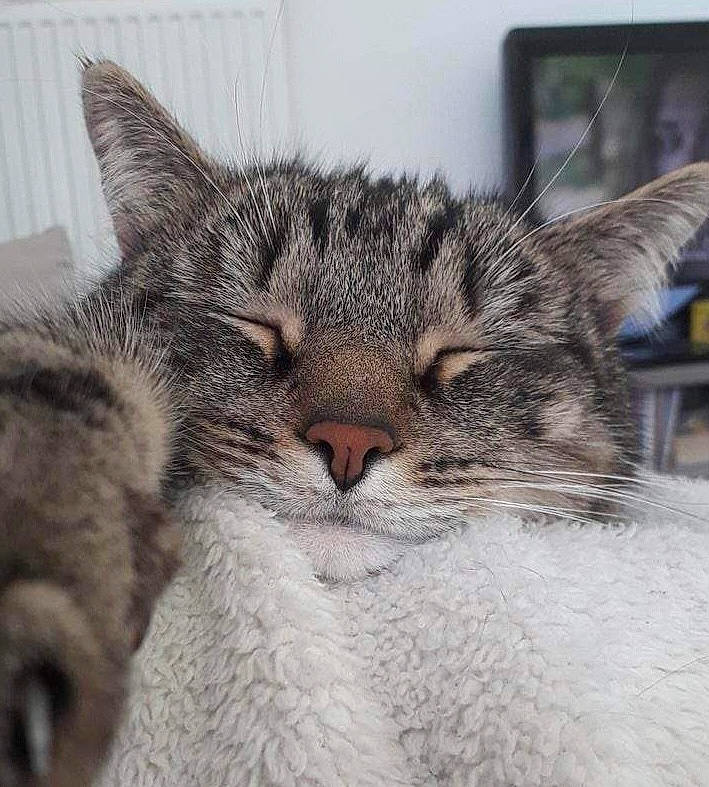 Charly participe au concours pour gagner de l'argent avec cette photo : carnivore, cat, claw, comfort, domestic_short_haired_cat, felidae, fur, nap, paw, sleep, small_to_medium_sized_cats, terrestrial_animal, whiskers, wildlife