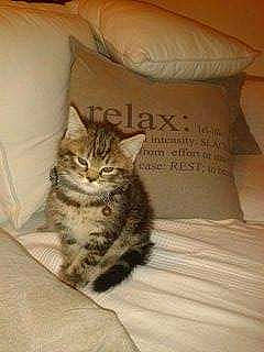 Charly a rejoint le concours — aidez-le/la à gagner de superbes lots ! bed, bed_sheet, bedding, carnivore, cat, comfort, cushion, domestic_short_haired_cat, felidae, font, fur, grey, hardwood, linens, pillow, small_to_medium_sized_cats, tail, throw_pillow, whiskers, wood