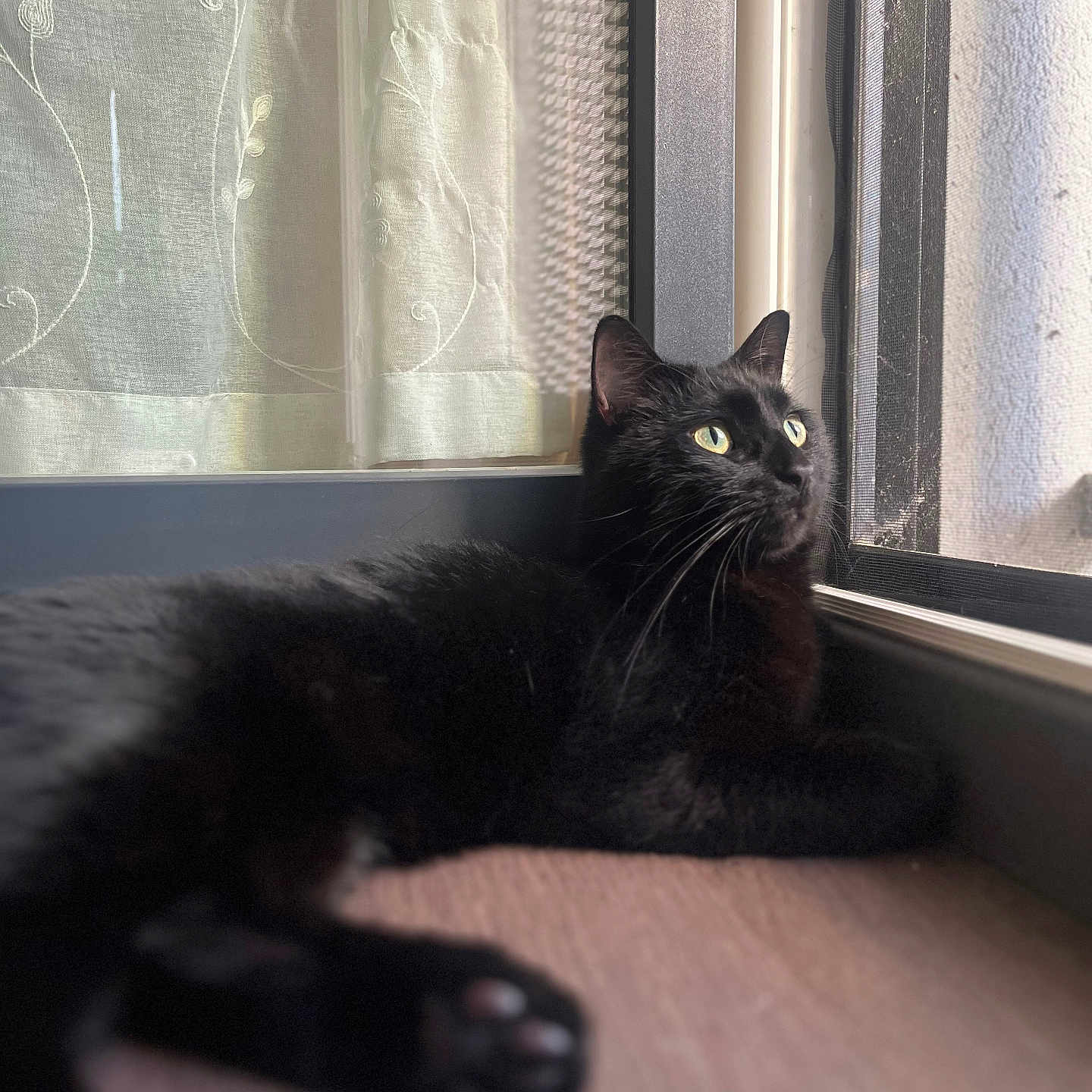 Salem participe au concours pour gagner de l'argent avec cette photo : animal, blackboard, blackcat, cat, kitten, manx, pet, window, windowsill