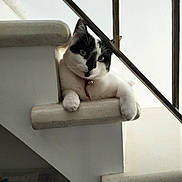 Storm participe au concours pour gagner de l'argent avec cette photo : cat, black_and_white, staircase, indoor, pet, relaxed, curious, feline, animal, railing, white_wall, paw, collar, domestic_cat, resting, head_tilt, household, stairs, close_up, natural_light