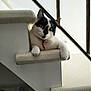 cat, black_and_white, staircase, indoor, pet, relaxed, curious, feline, animal, railing, white_wall, paw, collar, domestic_cat, resting, head_tilt, household, stairs, close_up, natural_light