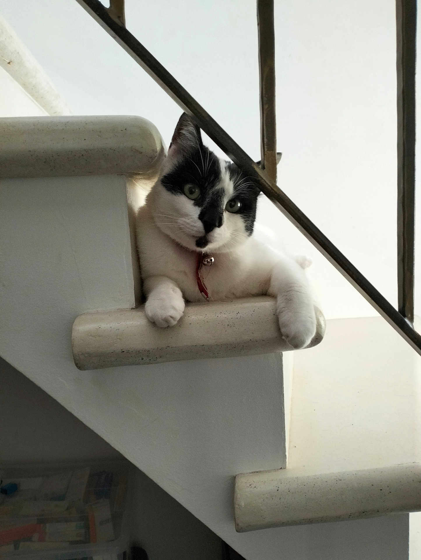 Storm participe au concours pour gagner de l'argent avec cette photo : cat, black_and_white, staircase, indoor, pet, relaxed, curious, feline, animal, railing, white_wall, paw, collar, domestic_cat, resting, head_tilt, household, stairs, close_up, natural_light