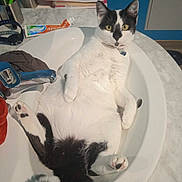 Storm a rejoint le concours — aidez-le/la à gagner de superbes lots ! animal, bathroom, black_and_white, cat, curious, cute, domestic, faucet, fur, household, indoor, paws, pet, relaxed, resting, sink, tail, toothpaste, towel, whiskers