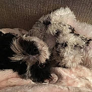 Phoebe Grace joined the competition — help win amazing prizes! animal, black_and_white, blanket, companion, couch, cozy, curly_fur, cute, dog, domestic_animal, fluffy, friendship, fur, indoor, laying_down, pet, relaxed, resting, sleepy, snuggling