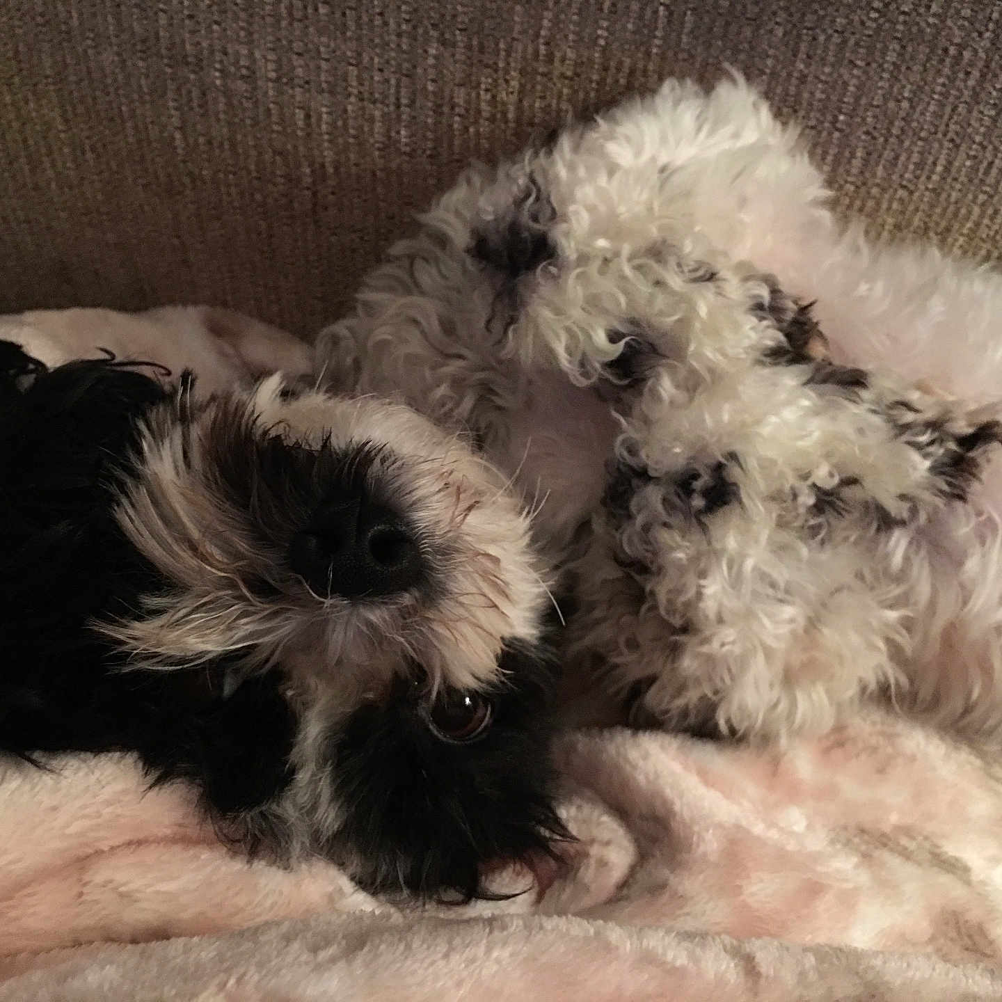Phoebe Grace