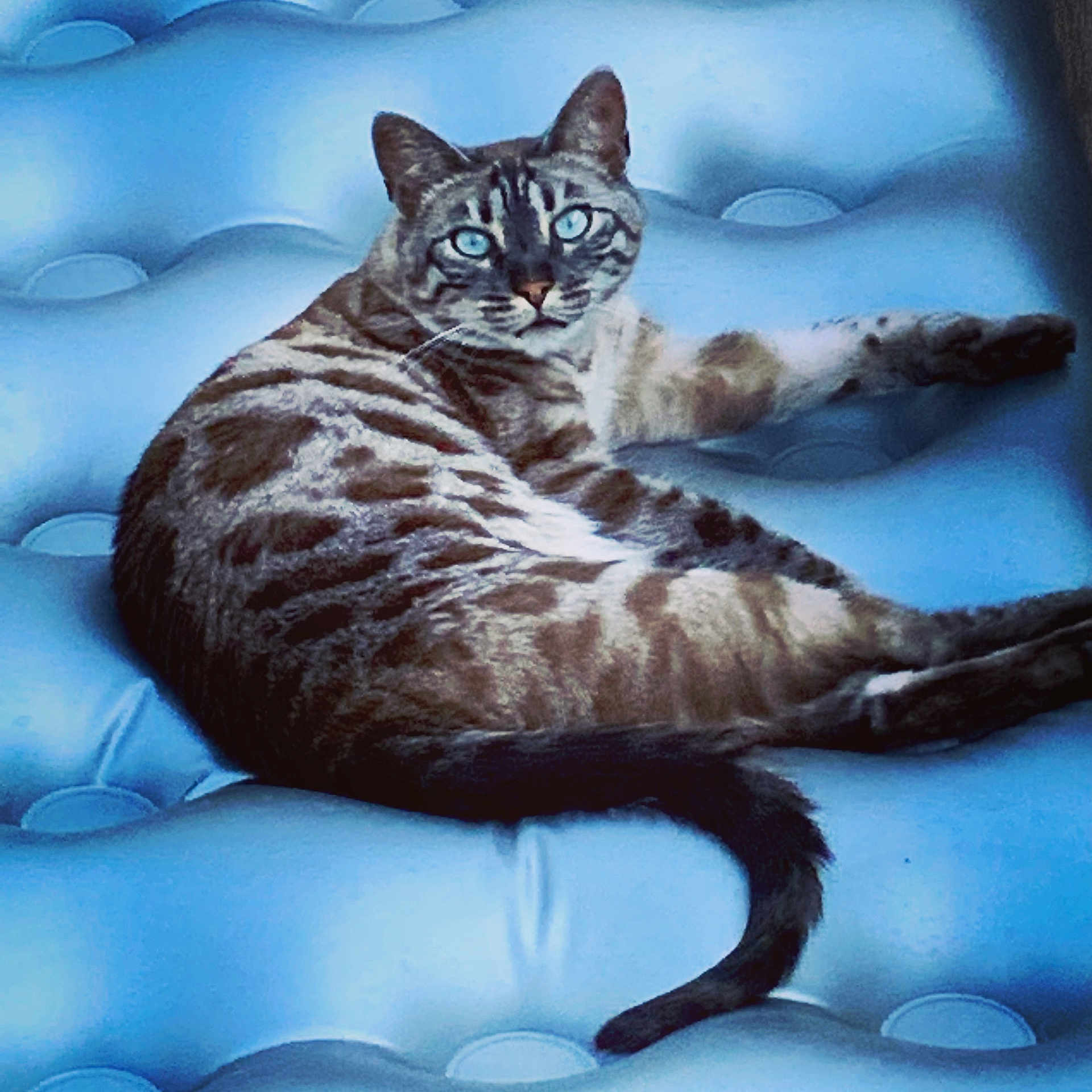 Meili May-Lee joined the competition — help win amazing prizes! animal, blue_eyes, blue_tone, cat, close_up, comfort, cushion, domestic, feline, fur, indoor, looking_at_camera, lounging, pet, relaxed, resting, soft_texture, tabby, tail, whiskers