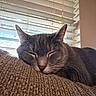 animal, cat, closeup, couch, cozy, domestic_animal, face, feline, fur, gray_cat, home, indoor, pet, relaxation, rest, sleeping, soft_light, texture, whiskers, window_blinds