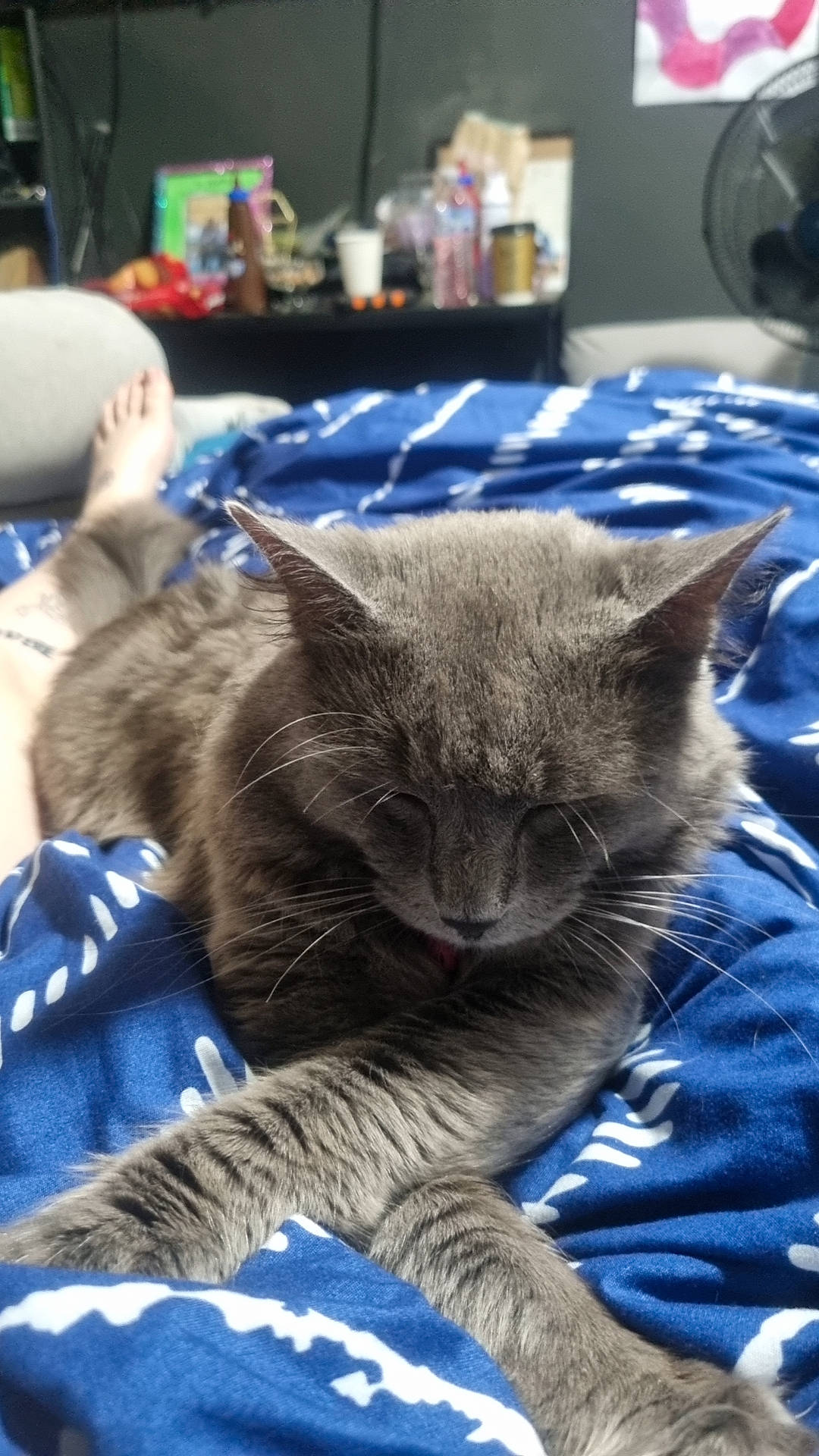 Lynx joined the competition — help win amazing prizes! blue, carnivore, cat, claw, comfort, domestic_short_haired_cat, electric_blue, felidae, fur, grey, nap, paw, russian_blue, sleep, small_to_medium_sized_cats, snout, tail, terrestrial_animal, whiskers