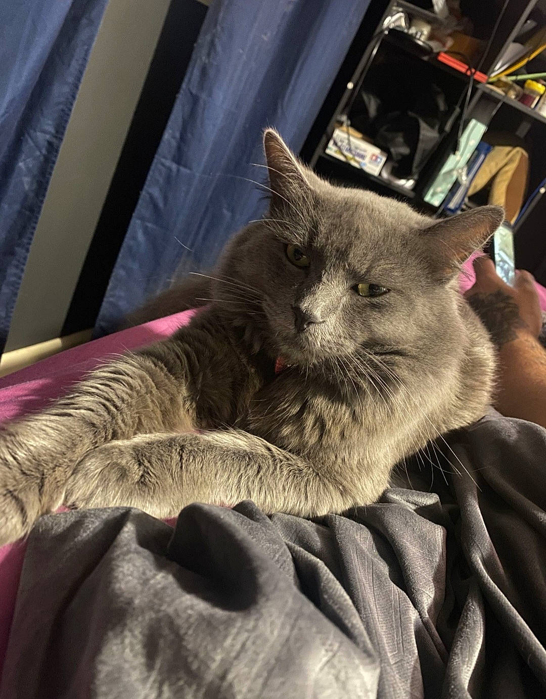 Lynx joined the competition — help win amazing prizes! carnivore, cat, comfort, domestic_short_haired_cat, ear, fawn, felidae, fur, grey, human_leg, lap, linens, nap, paw, russian_blue, sitting, small_to_medium_sized_cats, snout, tail, whiskers