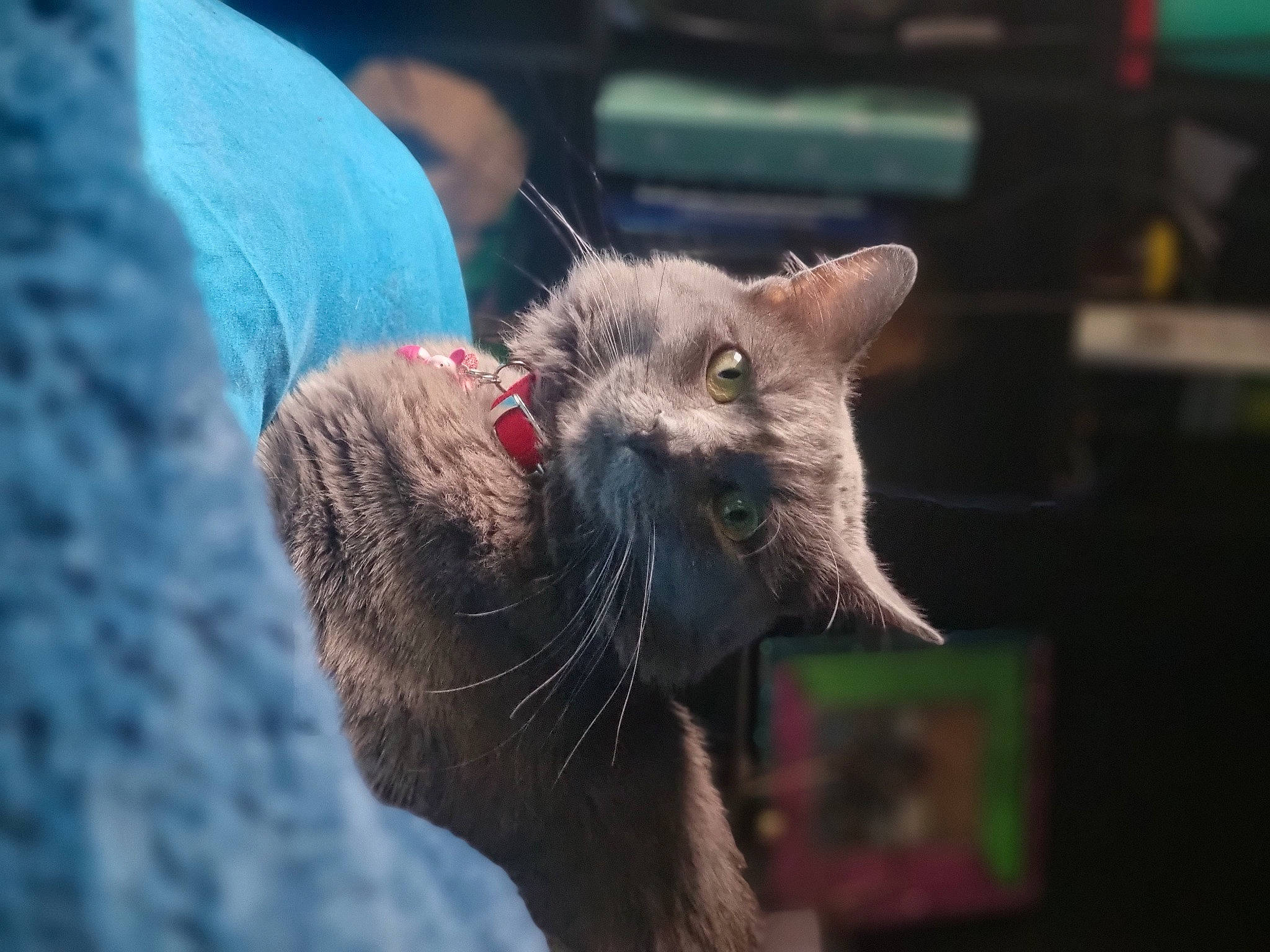 Lynx joined the competition — help win amazing prizes! carnivore, cat, claw, electric_blue, felidae, fur, marsupial, small_to_medium_sized_cats, snout, terrestrial_animal, whiskers, wildlife