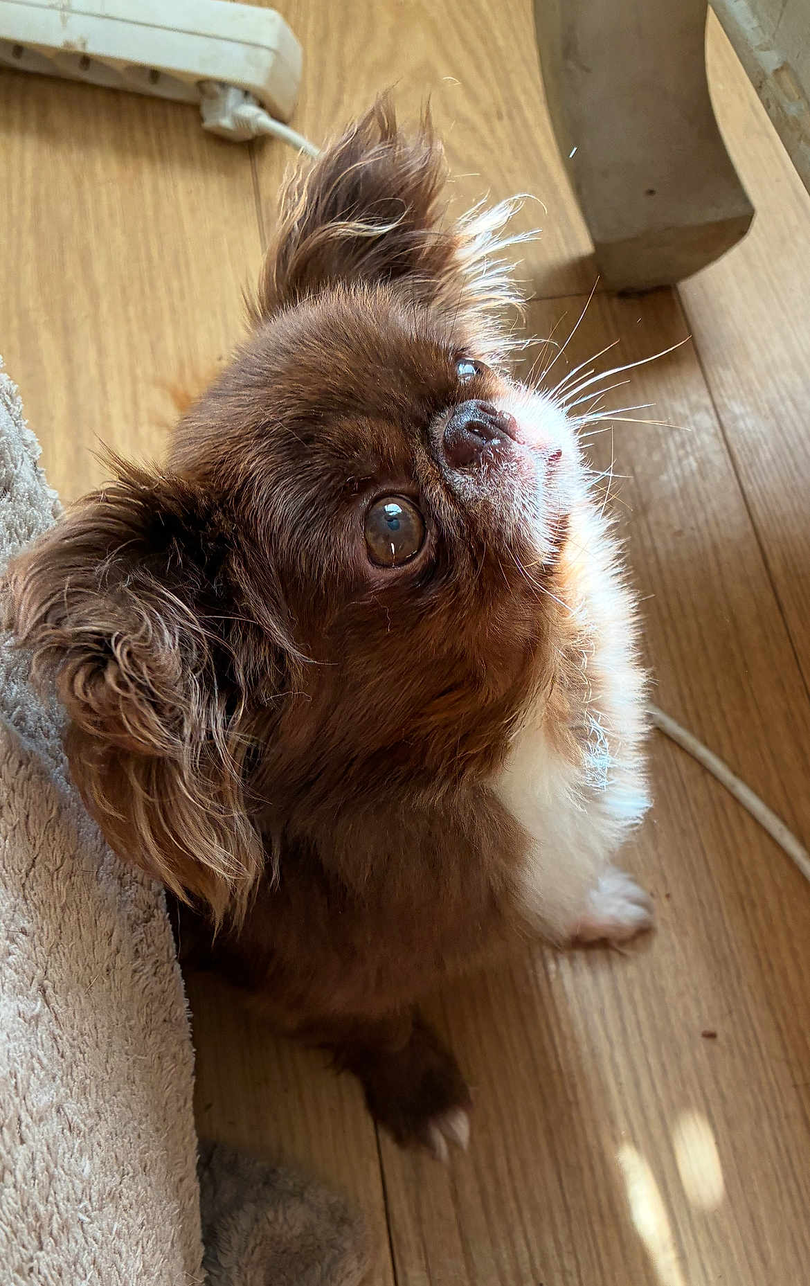Mouchou participe au concours pour gagner de l'argent avec cette photo : dog, brown_fur, white_fur, small_dog, pet, curious, indoors, wooden_floor, fluffy, closeup, cute, animal, looking_up, ears, whiskers, companion, domestic, fur_texture, household, power_strip