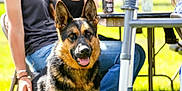 Eva joined the competition — help win amazing prizes! dog, german_shepherd, outdoor, people, table, chair, grass, sunlight, casual_clothing, pet, animal, happy, tongue_out, ears_up, blurred_background, leisure, summer, friendship, companionship, nature