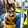 dog, german_shepherd, outdoor, people, table, chair, grass, sunlight, casual_clothing, pet, animal, happy, tongue_out, ears_up, blurred_background, leisure, summer, friendship, companionship, nature