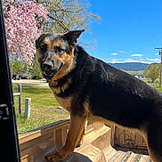 Eva joined the competition — help win amazing prizes! dog, german_shepherd, pickup_truck, truck_bed, outdoor, sunny, blue_sky, tree, blossom, grass, tire, vehicle, pet, canine, nature, daytime, parked_car, fence, rural, happy