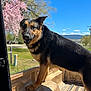 dog, german_shepherd, pickup_truck, truck_bed, outdoor, sunny, blue_sky, tree, blossom, grass, tire, vehicle, pet, canine, nature, daytime, parked_car, fence, rural, happy