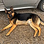 Eva is registered to the contest to win money with this photo: german_shepherd, dog, lying, gravel, car, silver_car, outdoor, pet, animal, canine, fur, paw, ear, tail, road, shoe, jeans, casual, relaxed, daytime