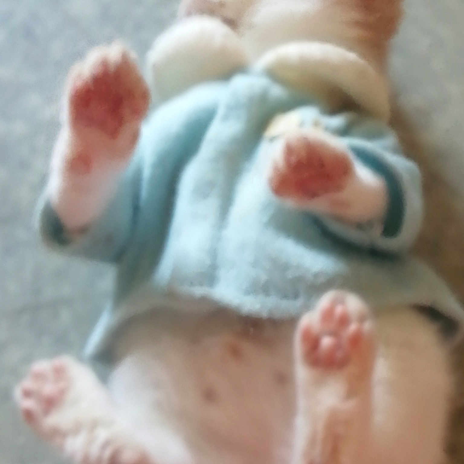 Pantcho