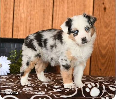 Roxy joined the competition — help win amazing prizes! australian_collie, australian_shepherd, canidae, carnivore, companion_dog, dog, dog_breed, fur, herding_dog, miniature_australian_shepherd, plant, rectangle, snout, sporting_group, terrestrial_animal, texas_heeler, toy_dog, whiskers, working_animal, working_dog