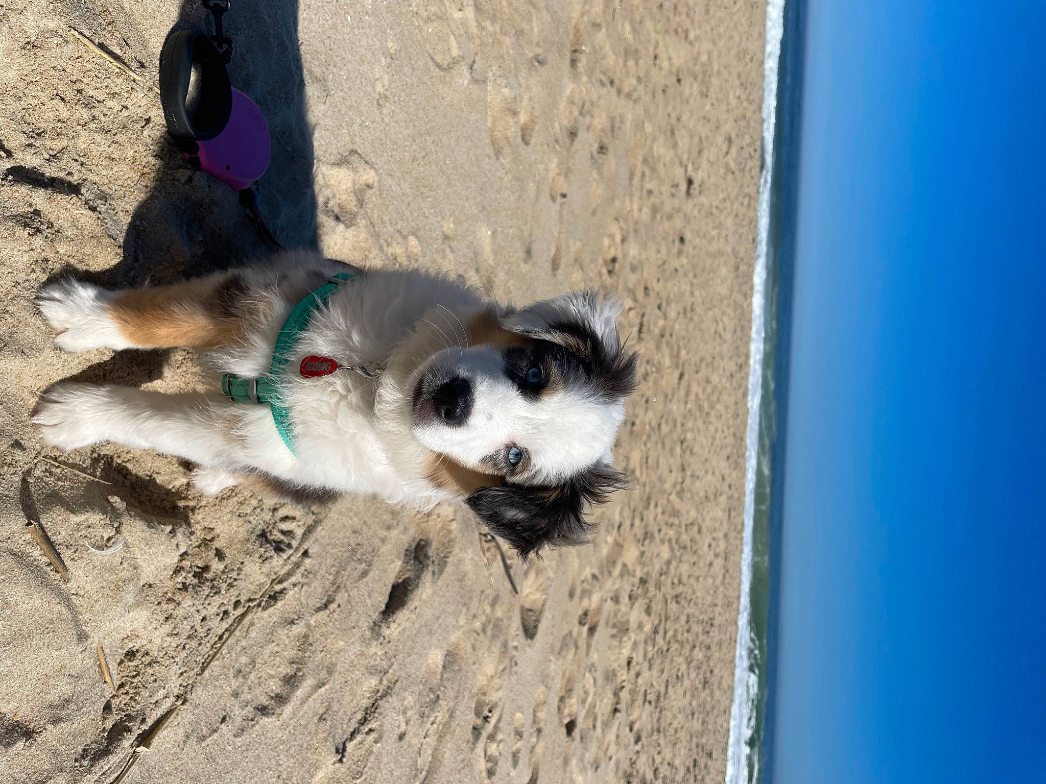 Roxy is registered to the contest to win money with this photo: canidae, carnivore, companion_dog, dog, dog_breed, fawn, fur, landscape, paw, pet_supply, sand, shadow, sky, soil, sporting_group, tail, whiskers, wood