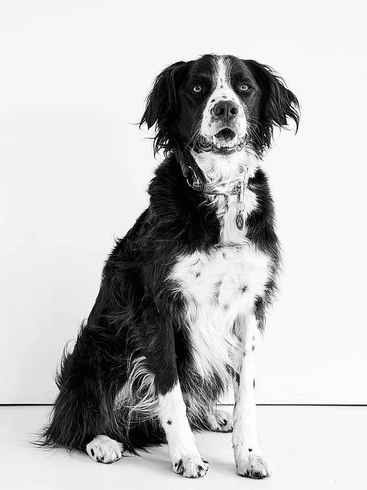 Domino participe au concours pour gagner de l'argent avec cette photo : art, border_collie, canidae, carnivore, companion_dog, dog, dog_breed, fur, gun_dog, herding_dog, hunting_dog, monochrome, monochrome_photography, snout, sporting_group, style, terrestrial_animal, whiskers, working_animal, working_dog