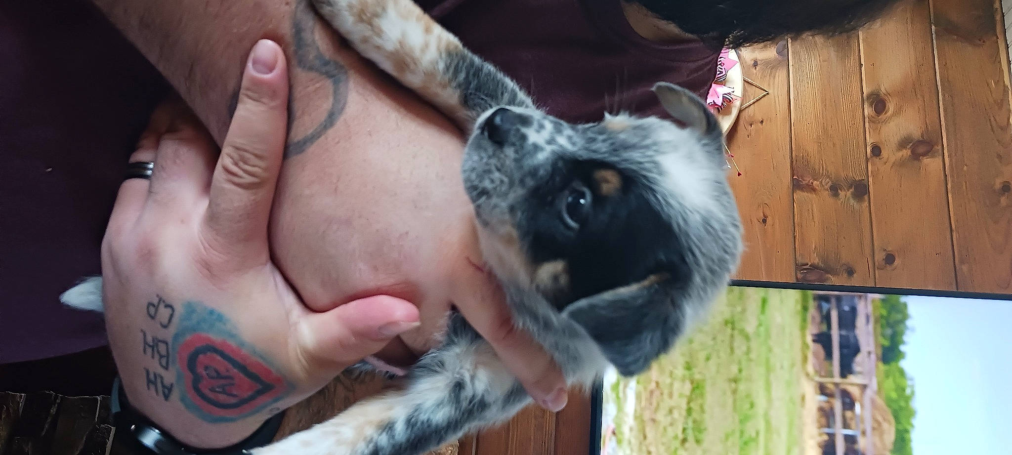 Cash is registered to the contest to win money with this photo: canidae, companion_dog, dog, dog_breed, ear, fawn, finger, fur, gesture, hand, human_leg, mammal, nail, paw, snout, sporting_group, thumb, whiskers, working_animal, wrist