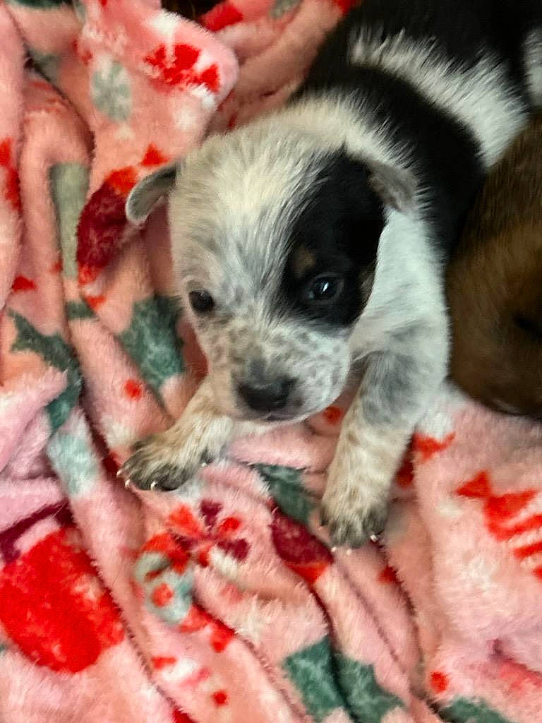 Cash is registered to the contest to win money with this photo: canidae, carnivore, companion_dog, dog, dog_breed, dog_supply, fawn, fur, non_sporting_group, pattern, paw, puppy, puppy_love, small_terrier, snout, sporting_group, tail, terrier, toy_dog, working_animal