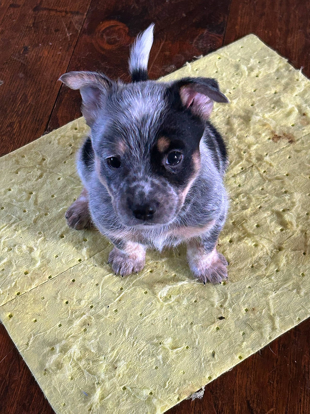 Cash is registered to the contest to win money with this photo: australian_stumpy_tail_cattle_dog, canidae, carnivore, companion_dog, dog, dog_breed, eye, fawn, fur, hardwood, non_sporting_group, paw, puppy, snout, sporting_group, terrestrial_animal, toy_dog, whiskers, wood, working_animal