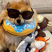 Johannes joined the competition — help win amazing prizes! dog, small_dog, fluffy, sunglasses, donut_collar, pet, plush_toys, stuffed_animals, couch, indoor, portrait, costume, fashionable, cute, brown_fur, sitting, relaxed, toy, blanket, cozy